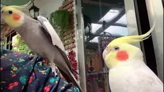 Teach cockatiels to whistle and sing: If you are happy, clap your hands...there is a cat cry~