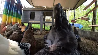Backyard Chickens - May 7, 2024 - Daily Video 🐣🐥🐤🐔🐓
