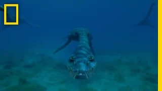 Sea Monsters | National Geographic