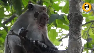 O M G | Monkey Falling from High Tree | Part 2