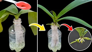 Planting orchids by self-watering method, orchids take root very quickly