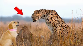 They Threw A Puppy To The Cheetah. What Happened Next Amazed Evwryone!