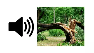 Tree Falling - Sound Effect