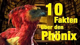 10 FAKTEN über den PHÖNIX 🔥