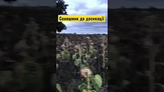 Соняшник по весняній оранці!!