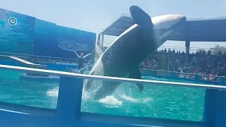 Killer Whale & Dolphin Show @Miami Seaquarium 7/22/2017