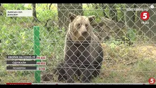 Забувають, що таке клітка: до притулку "Домажир" привезли двох ведмедів, урятуваних із зоопарку