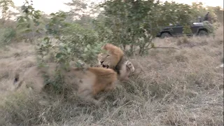 Solo male lions fight over a meal!