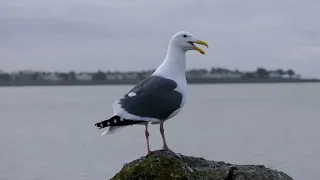 Seagull Quacking Like A Duck - Bay Shoreline