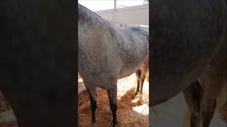 Caballos en la feria internacional del ganado de Zafra.