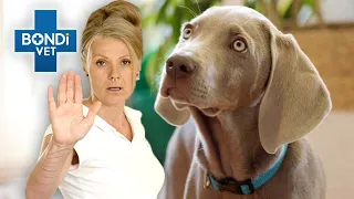 Expert Puppy Tips from Dog Trainer Kira | Bondi Vet Puppy School | Bondi Vet