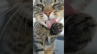 Awww Cat 🤤 🐈 || cute cat videos || cat attitude status || #shorts #cat #catvideos #trendingshorts