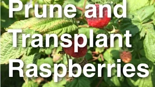 How to Grow, Prune and Transplant Raspberries