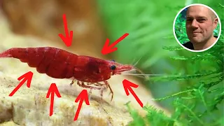 How to Sex Red Cherry Shrimp? 5 WAYS TO TELL THE BOYS FROM THE GIRLS!