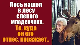 Лось нашел в лесу слепого младенчика. Тот, к кому он его отнес, поражает..