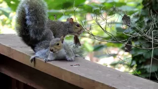 Mama Squirrel Rescues Baby