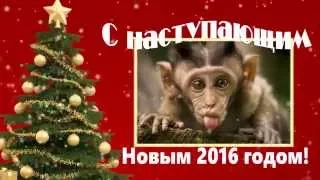 С наступающим новым 2016 годом! Год красной огненной обезьяны!