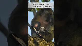 Monkey in Bali Steals iPhone at Uluwatu Temple. Bali, Indonesia. Watch our travel guide on Bali now!