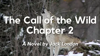 The Call of the Wild Chapter 2 by Jack London: English Audiobook with Text on Screen, Classic Novel