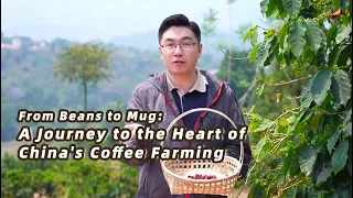 From beans to mug: A journey to the heart of China's coffee farming