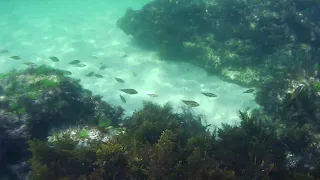 Diving in Black Sea (Sozopol Bamboo Beach)