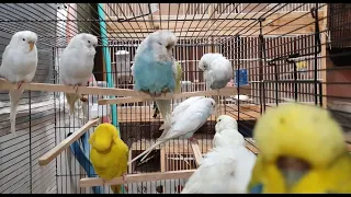 Over An Hour of New Budgies First Day