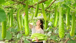 Harvesting Long Gourd & Cook gourd soup with clams Goes to the market sell | Lý Thị Hồng