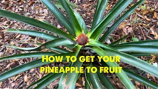 How to make you pineapple plants fruit super fast