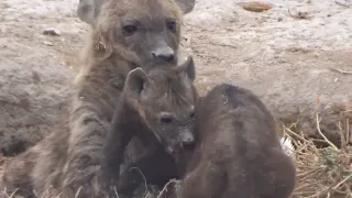 Hyena Quality Time Africa 2022