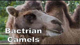 Bactrian Camels