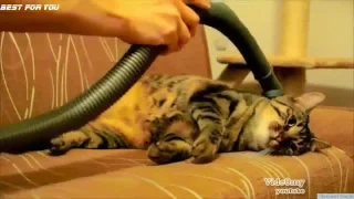 Funny cats compilation 2014 Нарезка приколов с котами 2014_cut