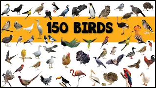 Birds Vocabulary ll 150 Birds Name In English With Pictures ll All Birds Name In English