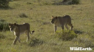 WildEarth - Sunset Safari - 03 September 2023