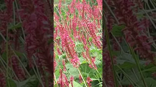 Knotgrass - Polygonum orientale - Hnútagrös - Rauð blóm - Skrautstrá - Garðplöntur