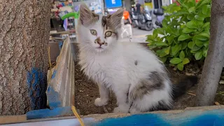 Fluffy and very cute playful kitten.