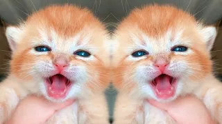 OMG ❤ Funny and Cute Cat Videos😹- Cat Videos That Will Brighten Up Your Day 2022 - MEOWLAND