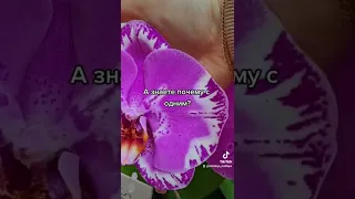 Синголо #рекомендации #Фаленопсис #орхидеи #орхидея
