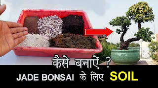 How to make Bonsai Soil for Jade Bonsai | Repot Jade Bonsai in Best Soil Medium