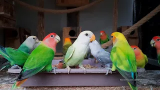 Afternoon With Peach-Faced Lovebirds - Monday, June 14th, 2021