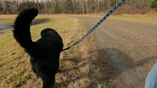 December BEAR Walks Compilation | 3 Hours | Virtual Dog Walk