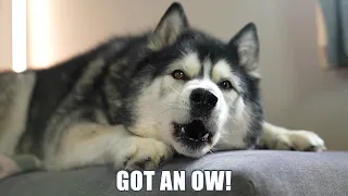 Talking Husky Explains Why He Went To The VETS!