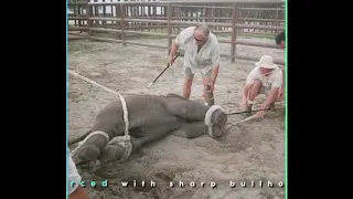 Abuse and Exploitation of Elephants in Thailand!