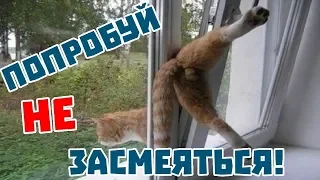 ПРИКОЛЫ С КОТАМИ 2018. приколы с котами с озвучкой на русском языке. смеяться до слез.