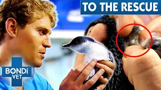 Penguin's Tick-Infested Body Is Shutting Down 💔 😨 Bondi Vet To The Rescue Ep 4 | Bondi Vet