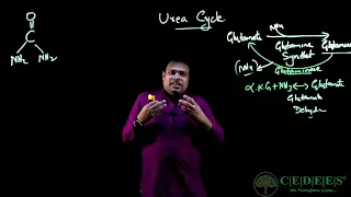 UREA CYCLE .. CEDEES INSTITUTE #neetmds #aiimspg # pgentrance