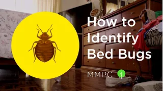 How to Identify BED BUGS (What They Look Like vs. Other Household Pests)