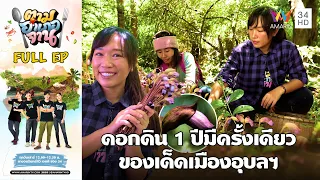 Handpicking Wild Flowers, Phibun Mangsahan District, Ubon Ratchathani