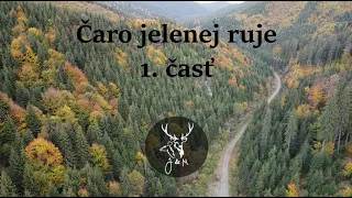 Čaro jelenej ruje / jelenia ruja / jelení říje / deer roar / hirschbrunft / rykowisko/ rutting deer