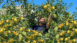 GRANDMA HARVESTING FRESH PLUMS STRAIGHT FROM TREE! COOKING VILLAGE KOFTE MEATBALL SOUP