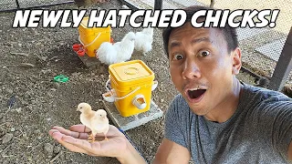 Yay! Our New Baby Chicks Hatched | Vlog #1713